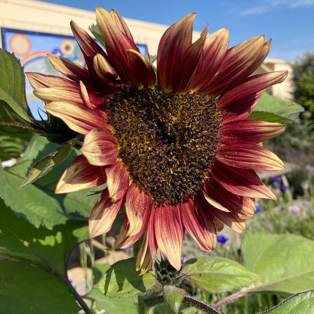 Meet your Posher, Roxanne